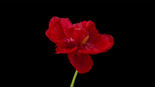 Time Lapse of a Red Peony Blooming on a Black Background, Time Lapse of a Flower Blooming Shows the Beauty and Complexity of Natural Processes, Making It Observable and Admirable