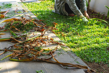 Woman clearing, pulling out some weed form her garden, hand picked