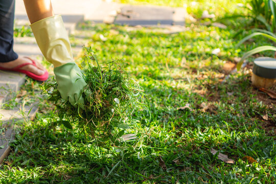 Woman hand with green gloves clearing, pulling out some weed form her garden, hand picked