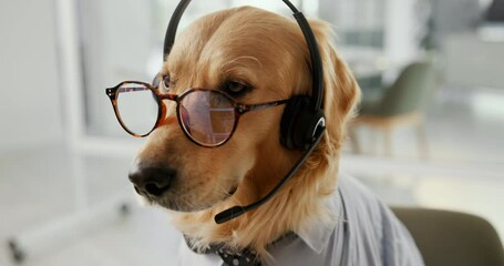Dog, call center and communication with laptop, headset and glasses with reading for telemarketing in office. Animal, pet or golden retriever with computer for tech support, customer service and voip