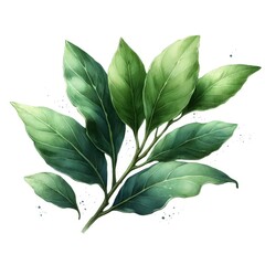 Obraz premium Watercolor illustration of fresh bay leaves. The herb is depicted on a white background, showcasing its vibrant green color and detailed texture.