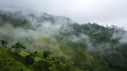 Fototapeta premium Hillside covered in mist following an afternoon rain