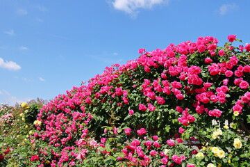 薔薇園の濃いピンクのバラの生垣
