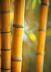Golden bamboo stems illuminated by the warm light of sunset, creating a tranquil and serene atmosphere. Suitable for nature-themed backgrounds or zen-inspired designs.