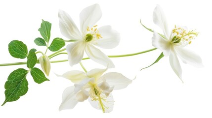 Obraz premium Columbine isolated white background