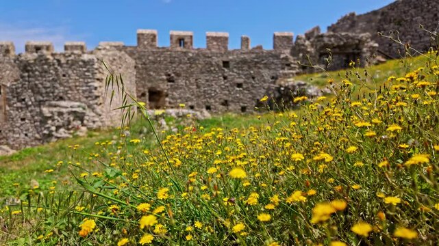 Close up shot of wild yellow flowers in bloom inside Medieval Chlemoutsi castle, Peloponnese, Kyllini-Andravida in Greece on a spring day.