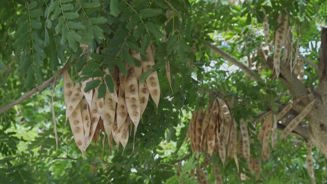 Albizia lebbeck (Indian siris) plant with its fruit, branches in wind