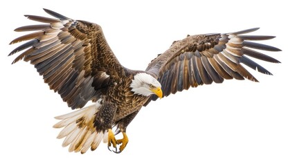 Fototapeta premium Eagle isolated white background