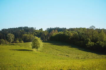 Obraz premium solitary tree stands proudly in the middle of a lush green meadow, surrounded by a vibrant forest