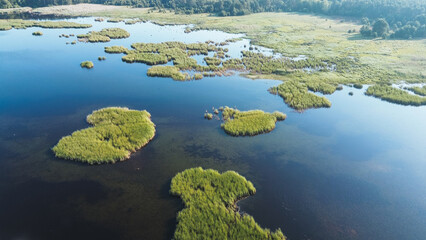 Scenic Aerial View of Reeds Growing in a Blue Lake
