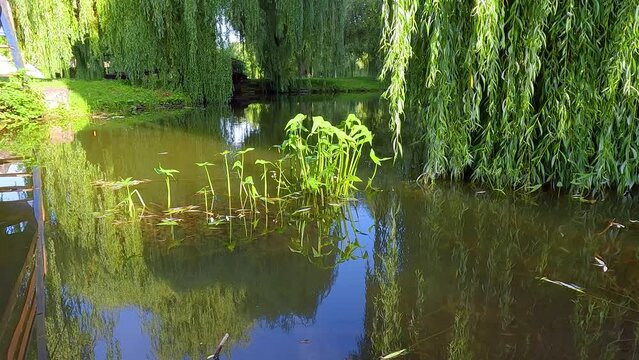 Amazing summer view of Seret river. Calm morning scene of Topilche park, Ternopil, Ukraine, Europe. 4K video (Ultra High Definition).