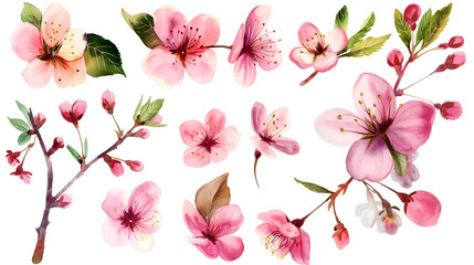Set of pink cherry blossoms isolated on transparent background, cut out