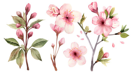 Set of pink cherry blossoms isolated on transparent background, cut out