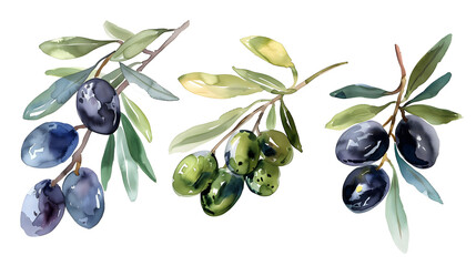 Set of olive branches, decoration for wedding, isolated on transparent background, cut out