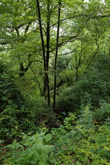 Vegetation in an urban park