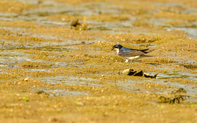 house martin (Delichon urbicum) collecting mud for nest