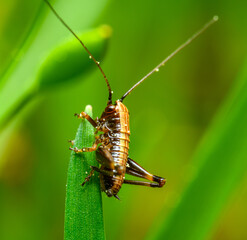 small brown cricket on grass blade