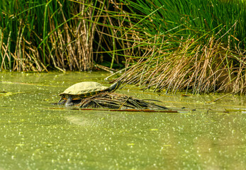 red-eared slider turtle (Trachemys scripta elegans)