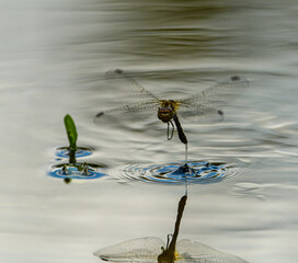 vagrant darter dragonfly (Sympetrum vulgatum) laying in water