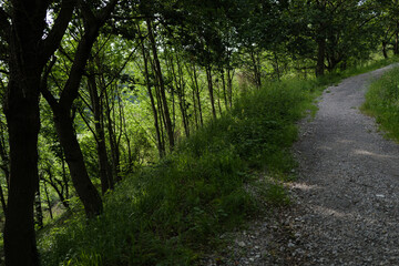 Vegetation in an urban park