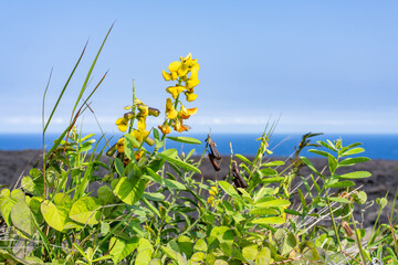 Crotalaria retusa is a species of flowering plant in the legume family known by various common...