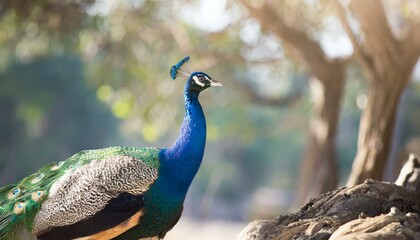 Obraz premium peacock on beautiful nature