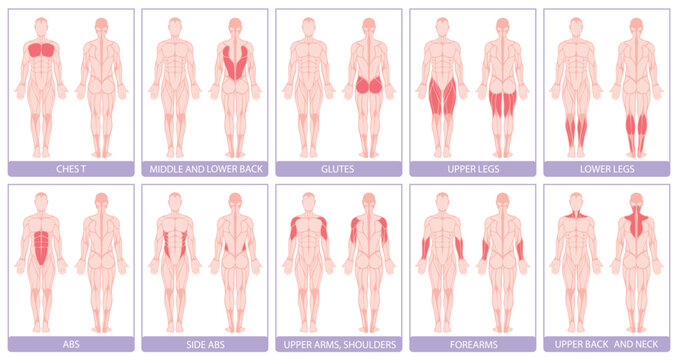 Human body anatomical muscle groups scheme card design template set vector flat illustration