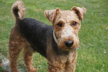 Welsh Terrier  steht auf einer Wiese und sieht in die Kamera