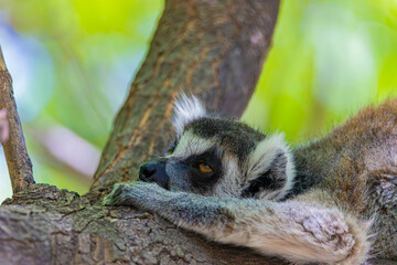 ring-tailed lemur lies on a tree branch