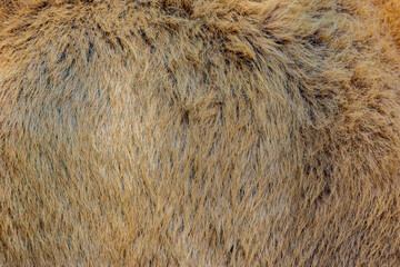 close up of fur texture