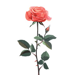Rose illustration isolated on white background