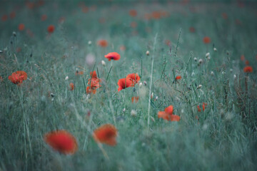 Poppy field, Remembrance day, Memorial Anzac day banner.