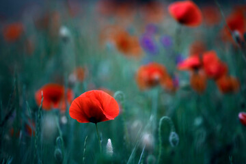 Obraz premium Poppy field, Remembrance day, Memorial Anzac day banner.