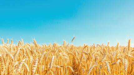 Field of golden wheat and clear blue sky