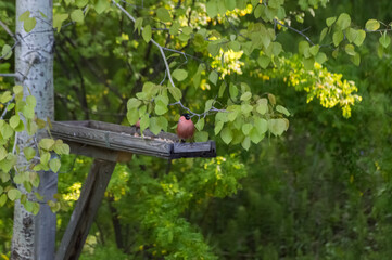 Bullfinch (Latin: Pyrrhula pyrrhula) is a songbird on a bird feeder in the forest. Photo project 