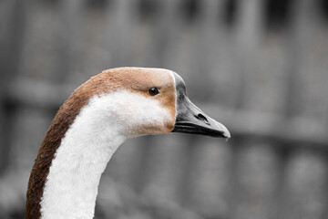 Side portrait of a mute goose.
