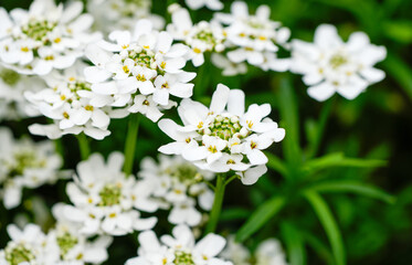 White flowers of the evergreen candytuft. Flowering plant close-up. Iberis sempervirens.
