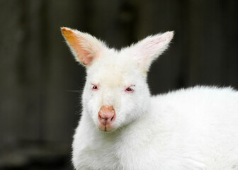 Portrait of an albino kangaroo with white fur. Macropodidae.
