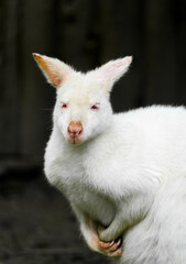 Portrait of an albino kangaroo with white fur. Macropodidae.
