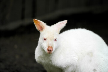 Portrait of an albino kangaroo with white fur. Macropodidae.
