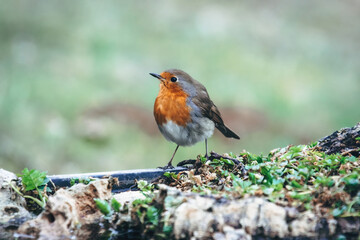 Red Robin (Erithacus rubecula) birds close up in a forest