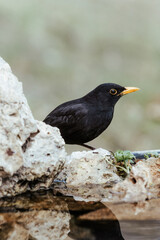 Close up portrait of male turdus merula or mirlo