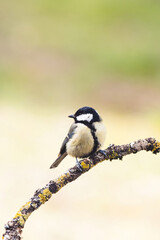 The great tit (Parus major) is a passerine bird in the tit family Paridae.
