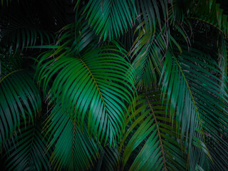 Green leaves of palm tree for nature background, 
Green Nature of palm leaves.
