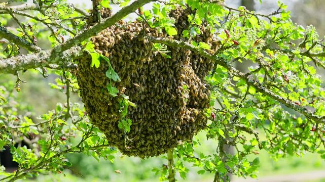 Honey bee swarm and covering the honeycomb on the apple tree branch
