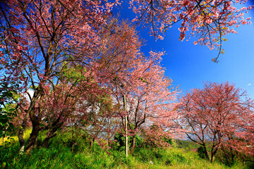 Fototapeta premium Wild himalayan cherry blooming at Khun Wang Royal Project in Chiang mai, Thailand 