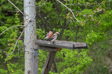 Common grosbeak (lat. Coccothraustes coccothraustes) and bullfinch (lat. Pyrrhula pyrrhula) sitting on a bird feeder. Summer
