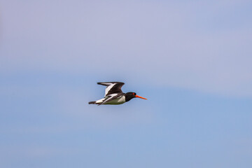Oystercatcher on the Riverbank