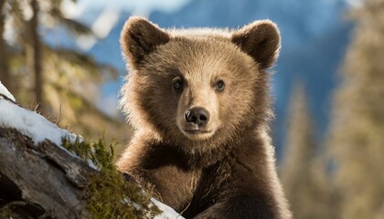 Fototapeta premium Wild brown bear cub closeup