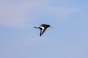 Oystercatcher on the Riverbank